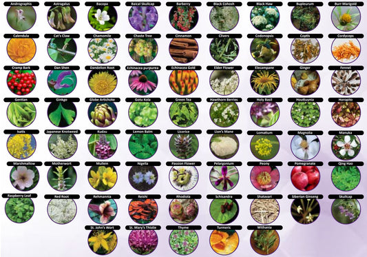 Exploring Glycetract Liquid Herbs: What Are They and Who Are They Suitable For?