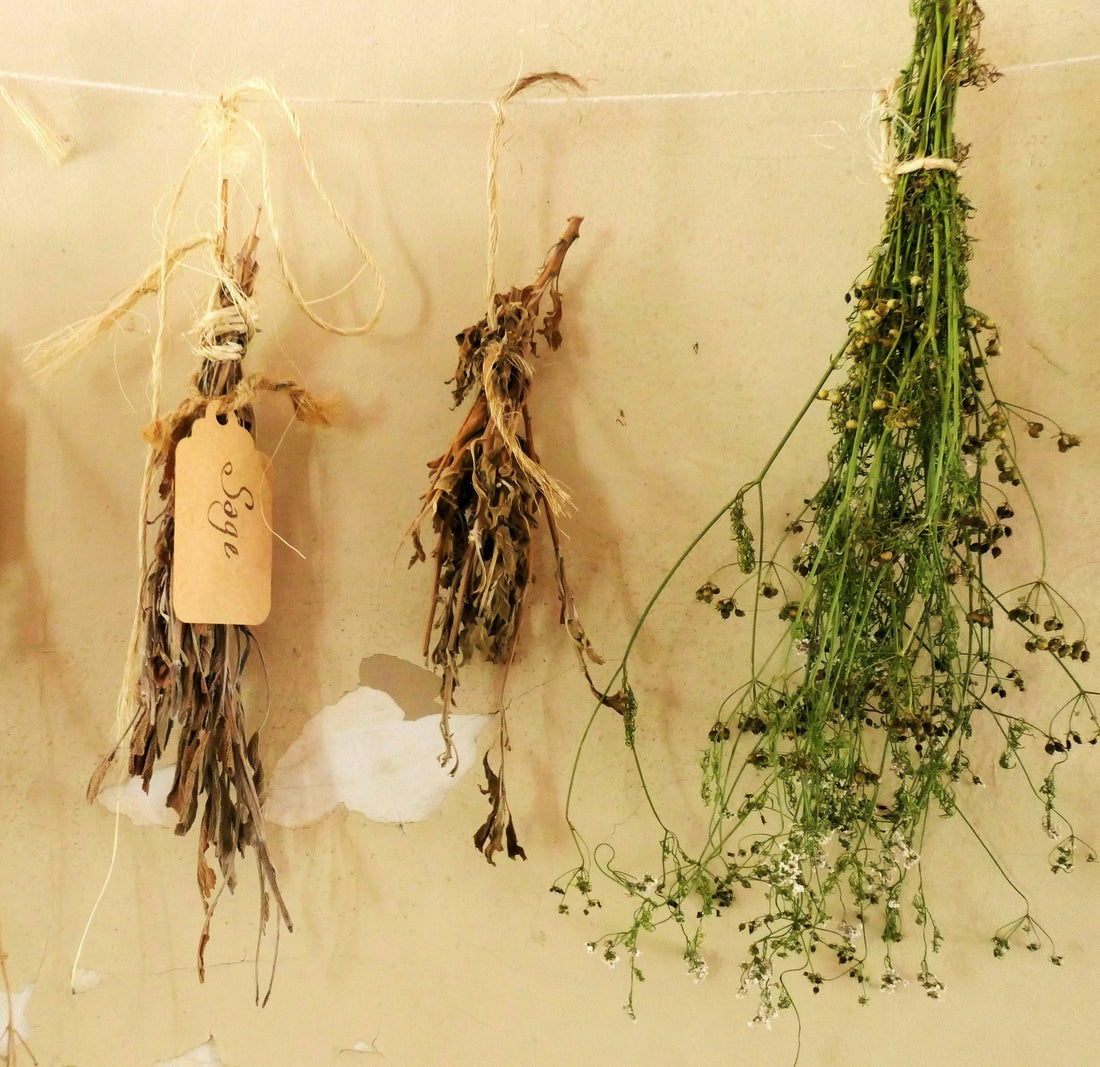 Liquid Herbs vs. Dry Herbs: Which is Right for Your Naturopathy Practice?