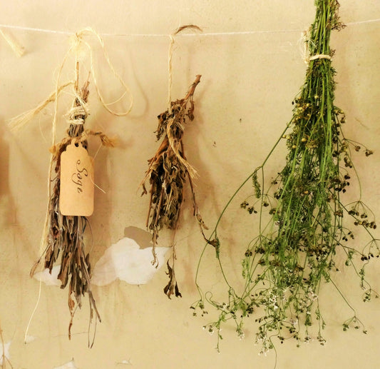 Liquid Herbs vs. Dry Herbs: Which is Right for Your Naturopathy Practice?