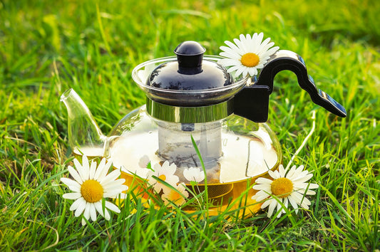 Herbal Medicine for Seasonal Wellness: Tips for Your Patients
