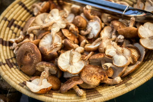 The Power of Liquid Mushrooms: Unveiling Nature's Therapeutic Wonders